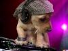 perro-dj1